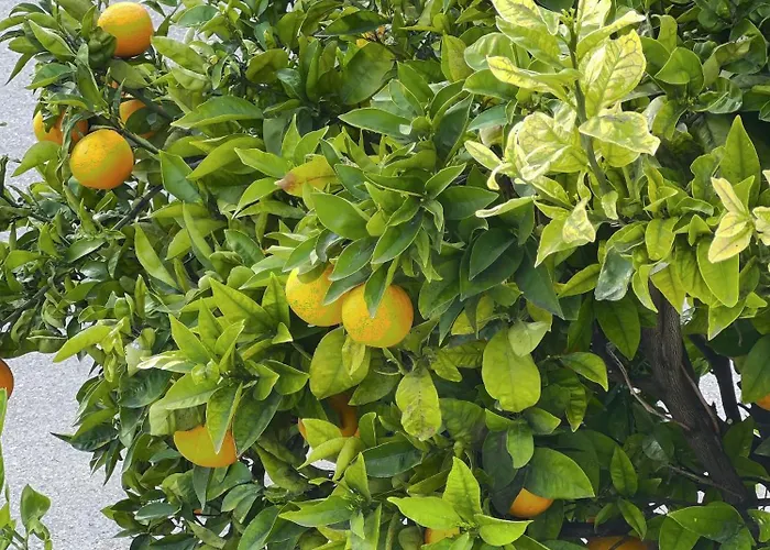 Apartment Al De Burada *